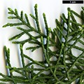 SpeciesSub: var. baja-californica